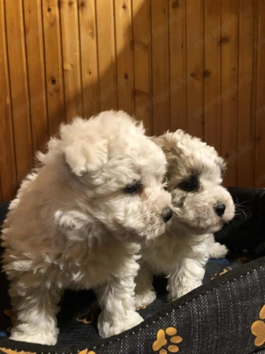 Eladók Bichon Havanese kiskutyák - kép 3
