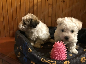 Eladók Bichon Havanese kiskutyák - kép 2