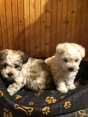 Eladók Bichon Havanese kiskutyák - kép 4