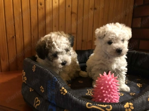 Eladók Bichon Havanese kiskutyák