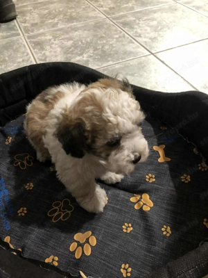 Eladók Bichon Havanese kiskutyák - kép 5