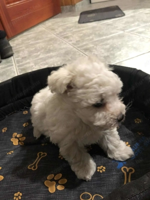 Eladók Bichon Havanese kiskutyák - kép 7