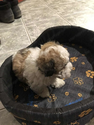 Eladók Bichon Havanese kiskutyák - kép 6