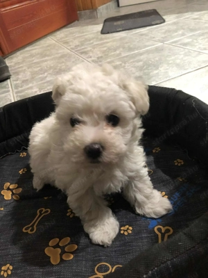 Eladók Bichon Havanese kiskutyák - kép 8