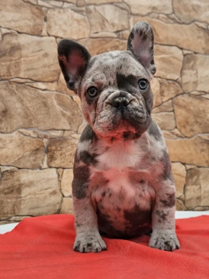 Franciabulldog kiskutyák ekadók - kép 3