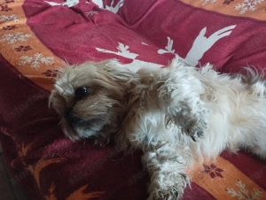 Sí cu jellegű kutyus - kép 3