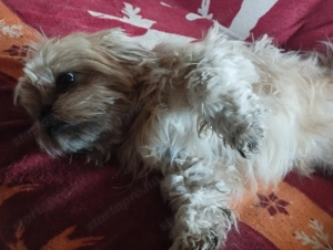 Sí cu jellegű kutyus - kép 2