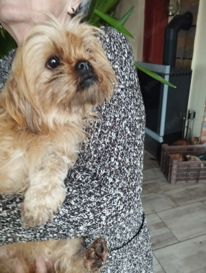 Sí cu jellegű kutyus - kép 5