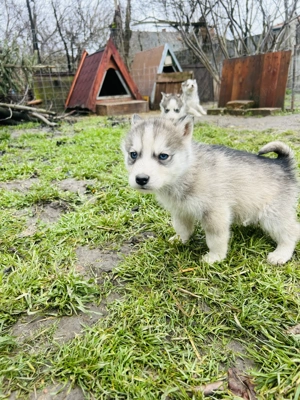 Husky kiskutyák !