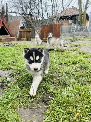 Husky kiskutyák ! - kép 3