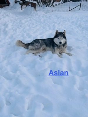 Husky kiskutyák ! - kép 5