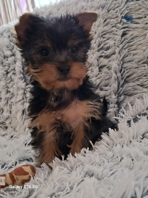 Yorkshire terrier kan - kép 3