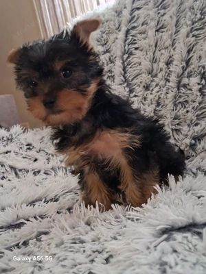 Yorkshire terrier kan - kép 8