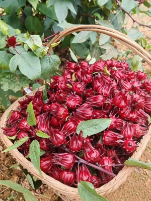 Tea hibiszkusz  - kép 4