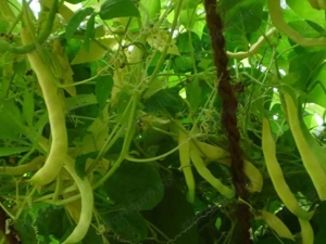 Juliska babmag  - kép 2