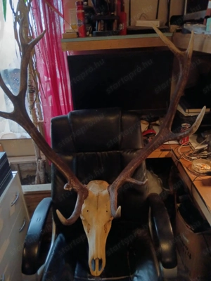 Hatalmas abnormális gím szarvas trófea - kép 4