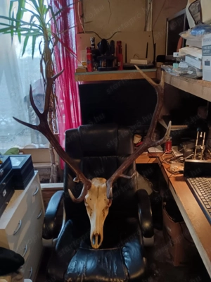 Hatalmas abnormális gím szarvas trófea - kép 3