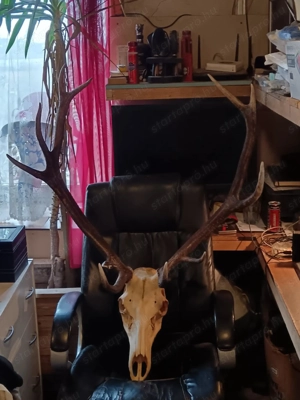 Hatalmas abnormális gím szarvas trófea - kép 2