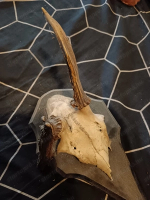 Őz trófeák, Gím spíszer egyben