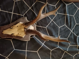 Őz trófeák, Gím spíszer egyben - kép 4