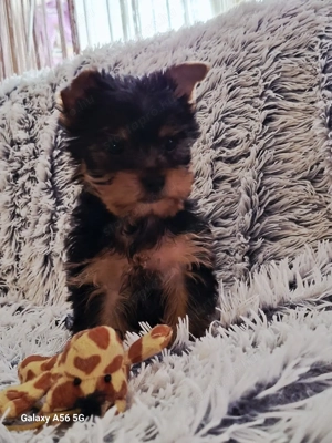 Yorkshire terrier kan - kép 16
