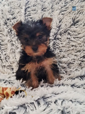 Yorkshire terrier kan - kép 15