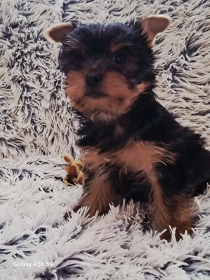 Yorkshire terrier kan - kép 13