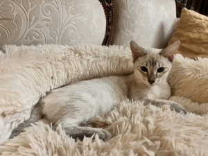 Sziámi ,és keleti rövidszőrű (orientáltis)cica macska - kép 4