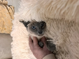 Sziámi ,és keleti rövidszőrű (orientáltis)cica macska - kép 3