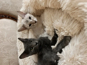 Sziámi ,és keleti rövidszőrű (orientáltis)cica macska - kép 7