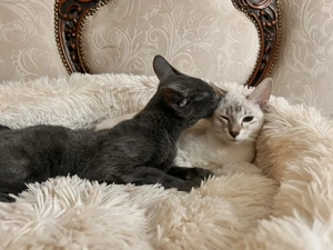 Sziámi ,és keleti rövidszőrű (orientáltis)cica macska - kép 5