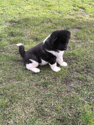 Amerikai Akita fajta jellegű kiskutyák  - kép 5