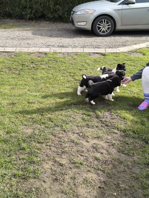 Amerikai Akita fajta jellegű kiskutyák  - kép 3