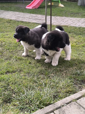 Amerikai Akita fajta jellegű kiskutyák  - kép 2