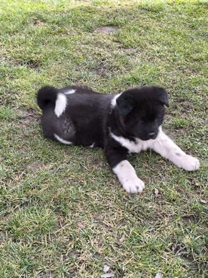 Amerikai Akita fajta jellegű kiskutyák  - kép 4