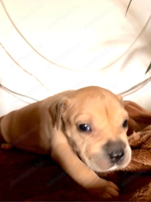 Eladó Stafford kiskutya - kép 5