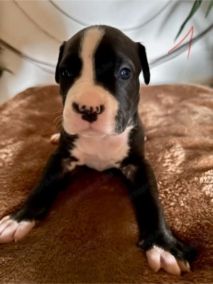 Eladó Stafford kiskutya - kép 7