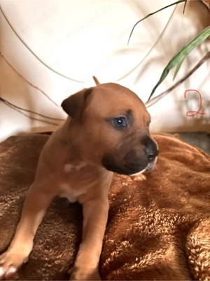 Eladó Stafford kiskutya - kép 6