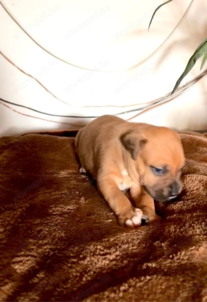 Eladó Stafford kiskutya - kép 8