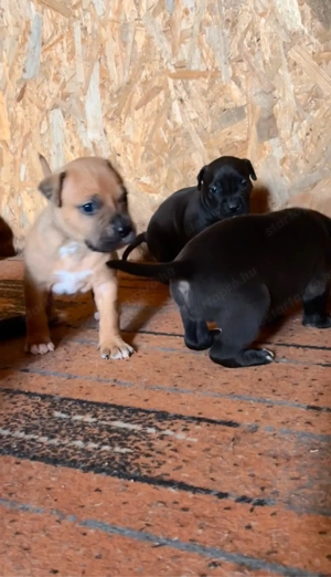 Eladó Stafford kiskutya - kép 12