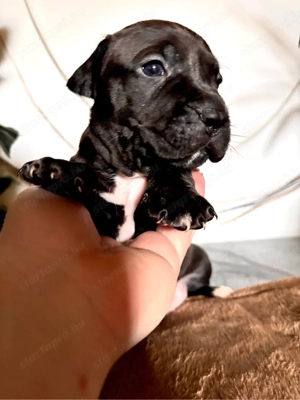 Eladó Stafford kiskutya - kép 11