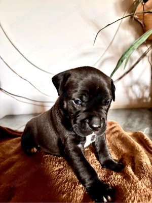 Eladó Stafford kiskutya - kép 10