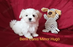 Eladó máltai kan kiskutya - kép 2