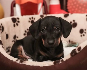 Törpe tacskó kölykök  - kép 3