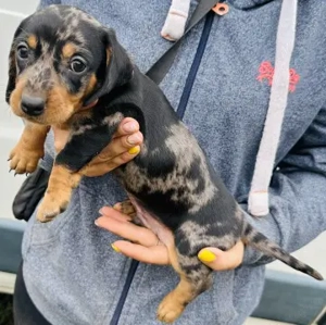 Törpe tacskó kölykök  - kép 2