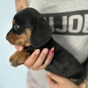 Törpe tacskó kölykök  - kép 4