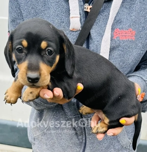 Törpe tacskó kölykök  - kép 5