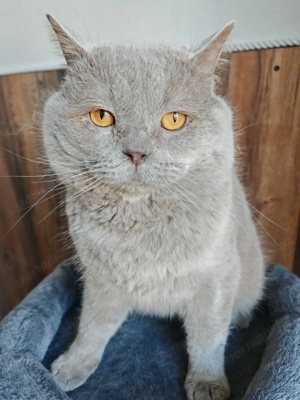 Brit lila kandúr  - kép 2