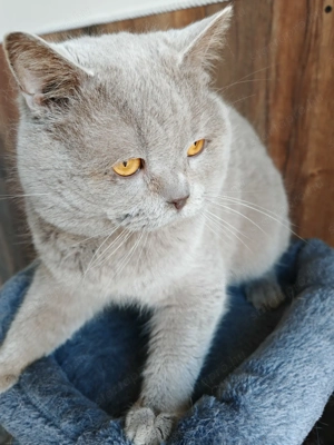 Brit lila kandúr  - kép 3