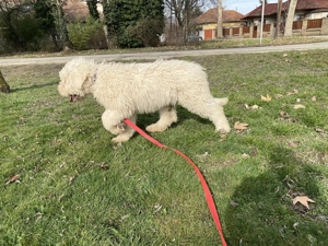 Komondor fajta jellegű szuka kiskutyák - kép 3
